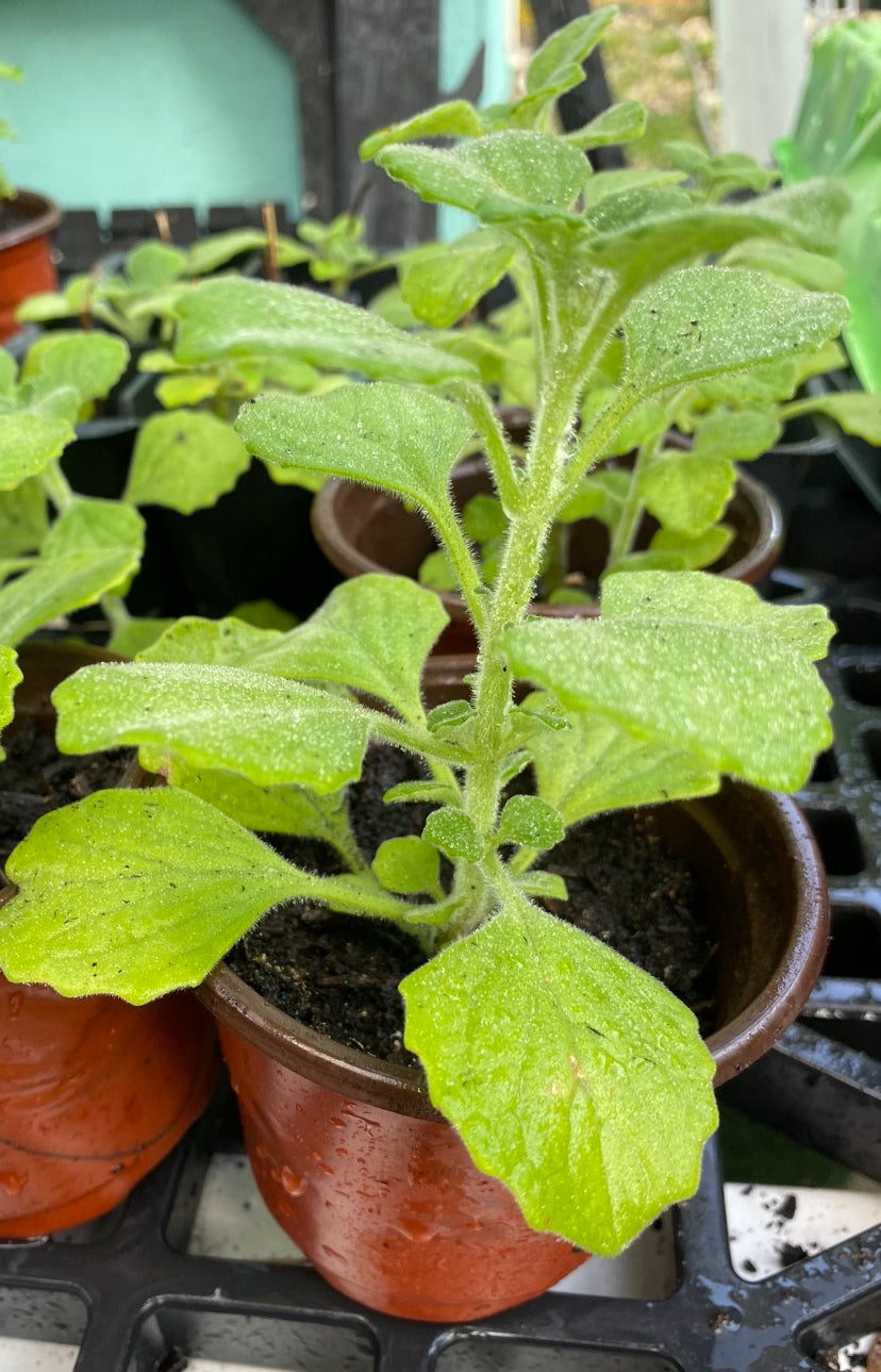 Vicks Plant