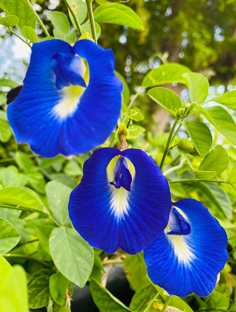Butterfly Pea Plant (Clitoria ternatea)