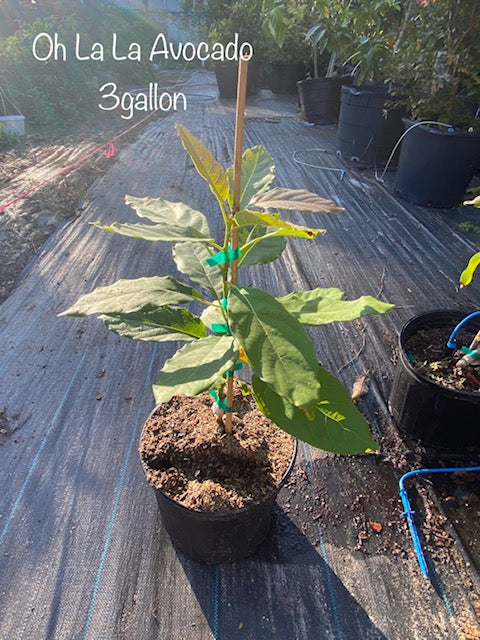Avocado Tree