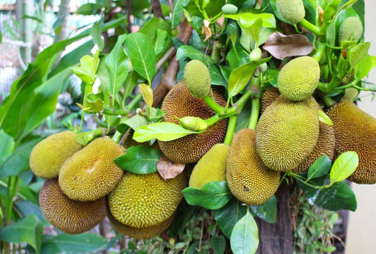 Grow Your Own Exotic Delight - Jackfruit Tree (Artacarpus) Juicy Fruit, best vegan pork dish!