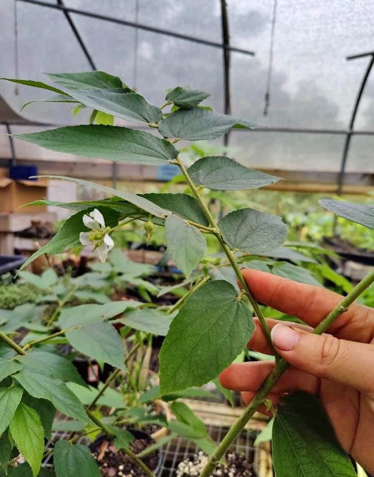 Jamaican cherry tree,  Muntingia calabura, cotton candy or strawberry fruit tree fast growing & fruiting!