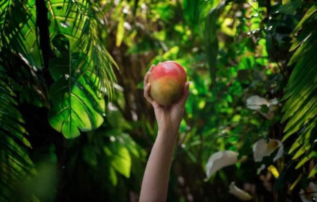 GRAFTED Mango Trees Live Plant In 3 gallon pot Many Rare and Dwarf Varieties available
