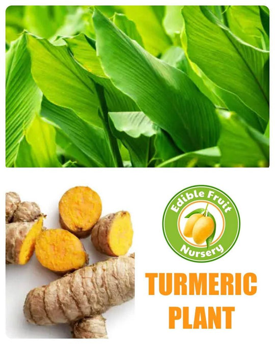 Turmeric Plant
