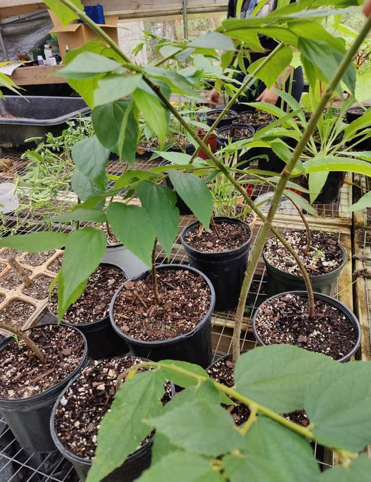 Jamaican cherry tree,  Muntingia calabura, cotton candy or strawberry fruit tree fast growing & fruiting!