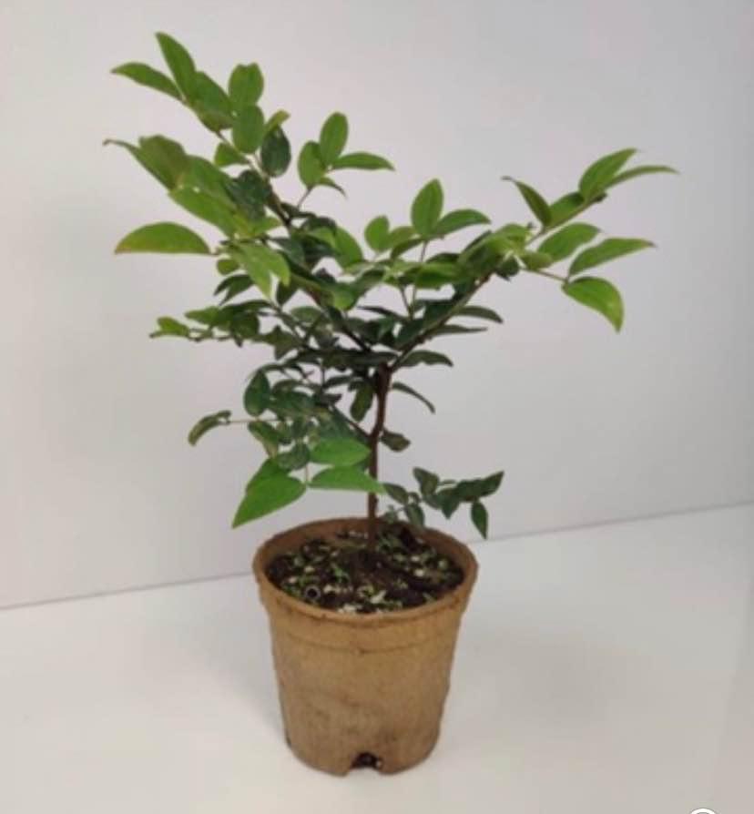 Jaboticaba Brazilian Grape Plinia Cauliflora Live Fruit Tree Great for Bonsai
