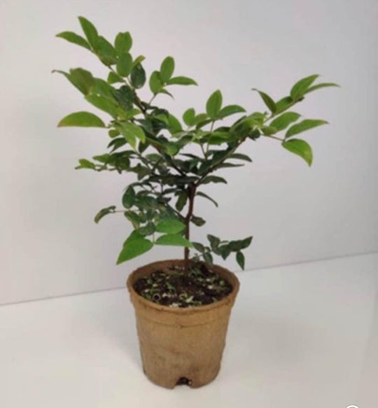 Jaboticaba Brazilian Grape Plinia Cauliflora Live Fruit Tree Great for Bonsai