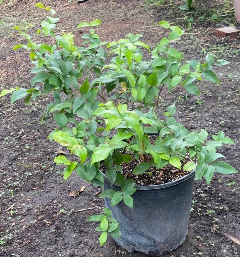 Surinam Cherry 1 gallon