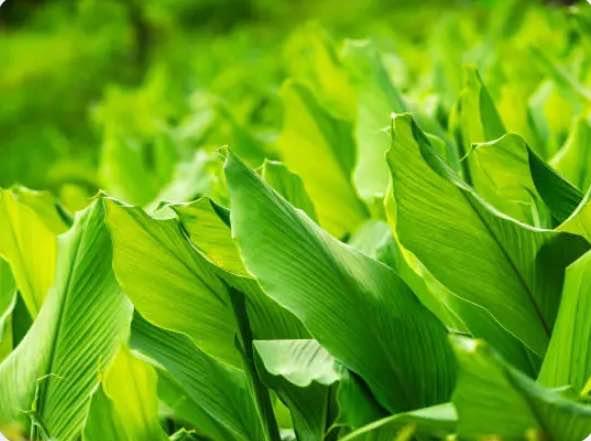 Turmeric Plant