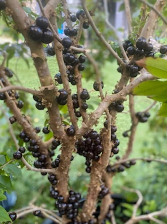 Jaboticaba Brazilian Grape Plinia Cauliflora Live Fruit Tree Great for Bonsai