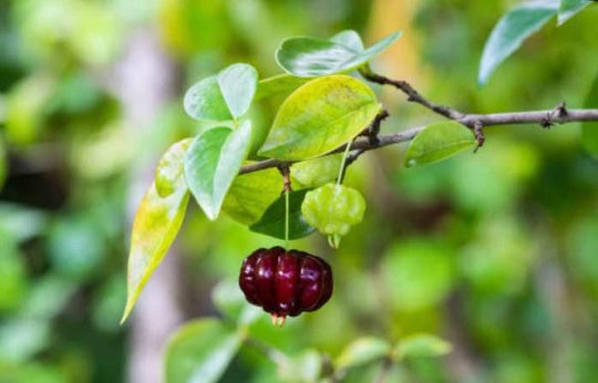 Surinam Cherry 1 gallon