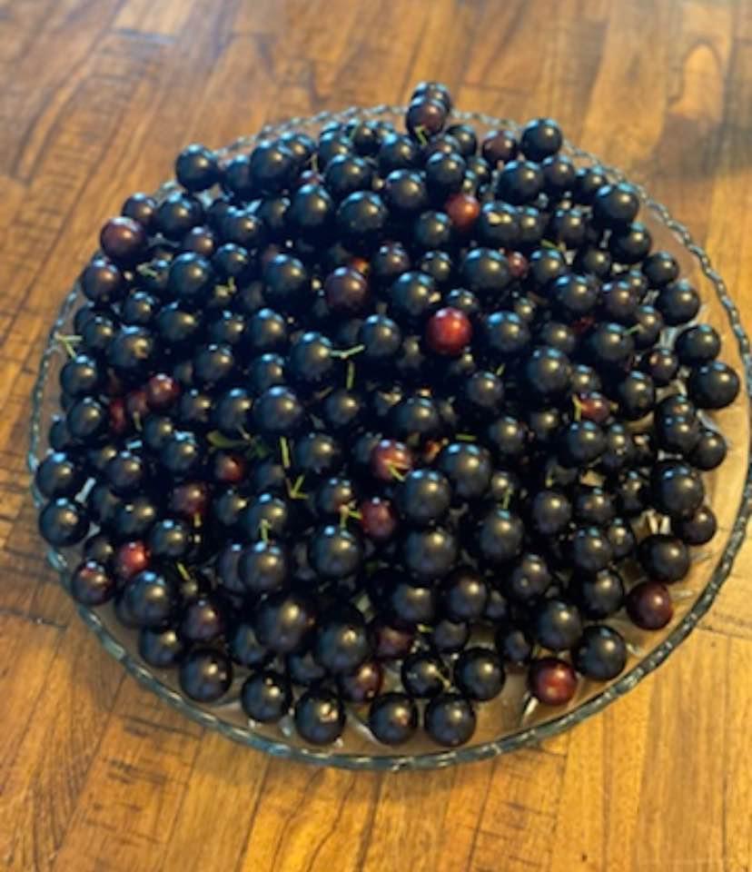 Jaboticaba Brazilian Grape Plinia Cauliflora Live Fruit Tree Great for Bonsai