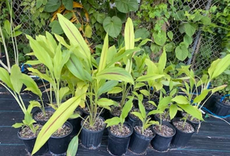 Turmeric Plant