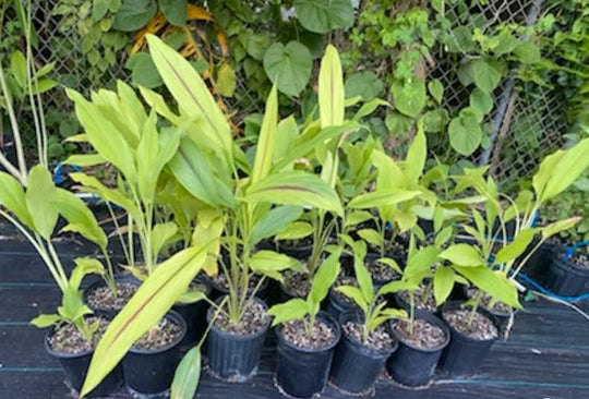 Turmeric Plant