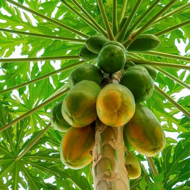 Papaya Tree