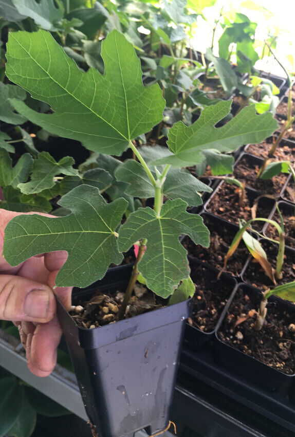 Brown Turkey Fig Tree