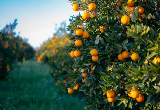 Fruit Trees