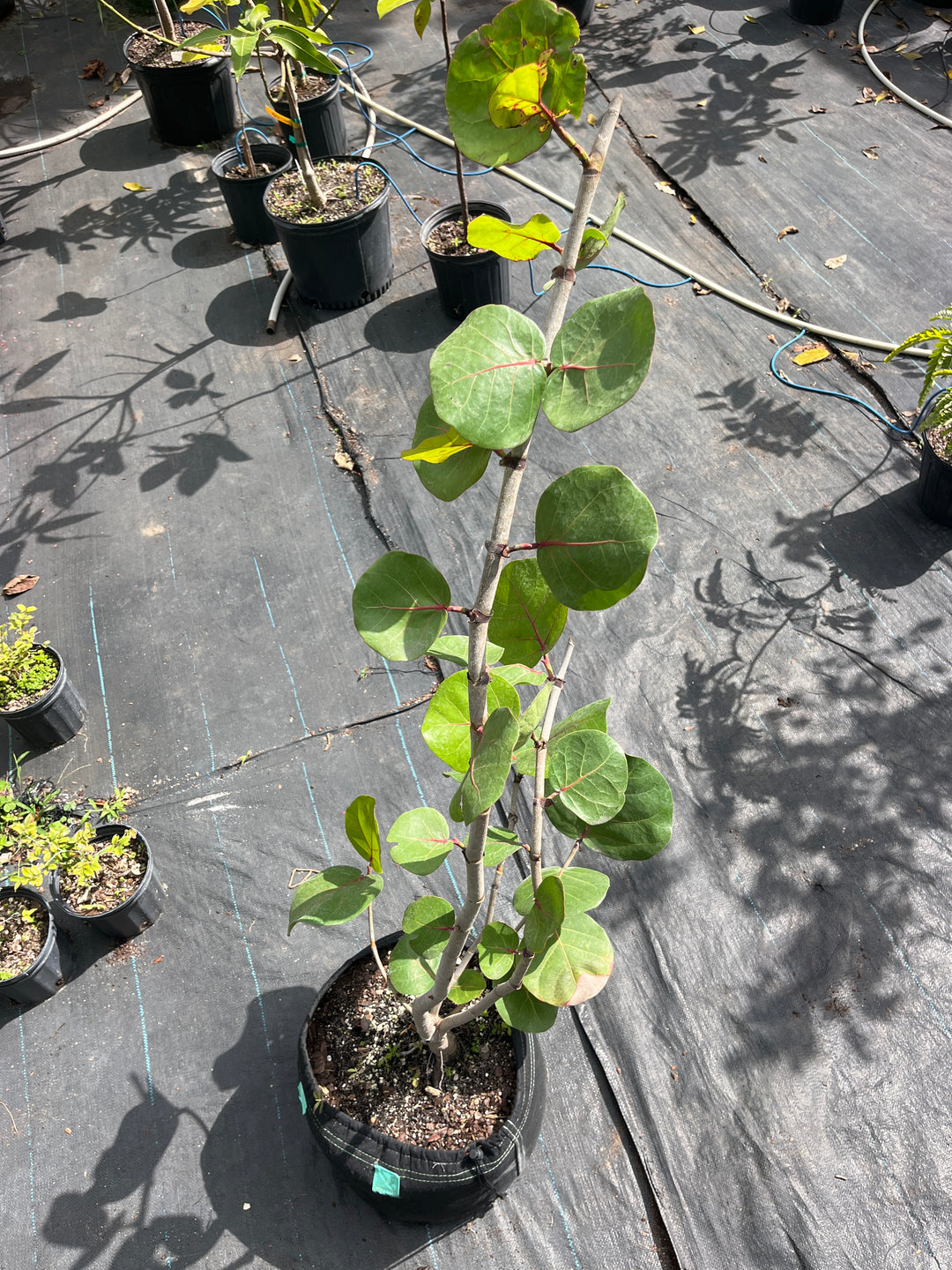 Coccoloba Uvifera AKA Sea Grape