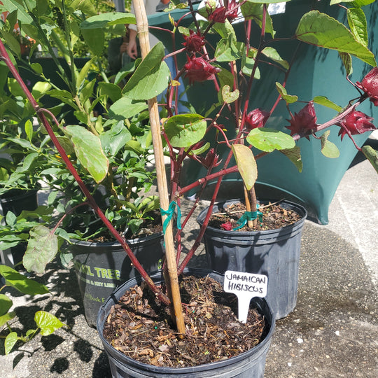 Jamaican Hibiscus, Sorrel, Roselle