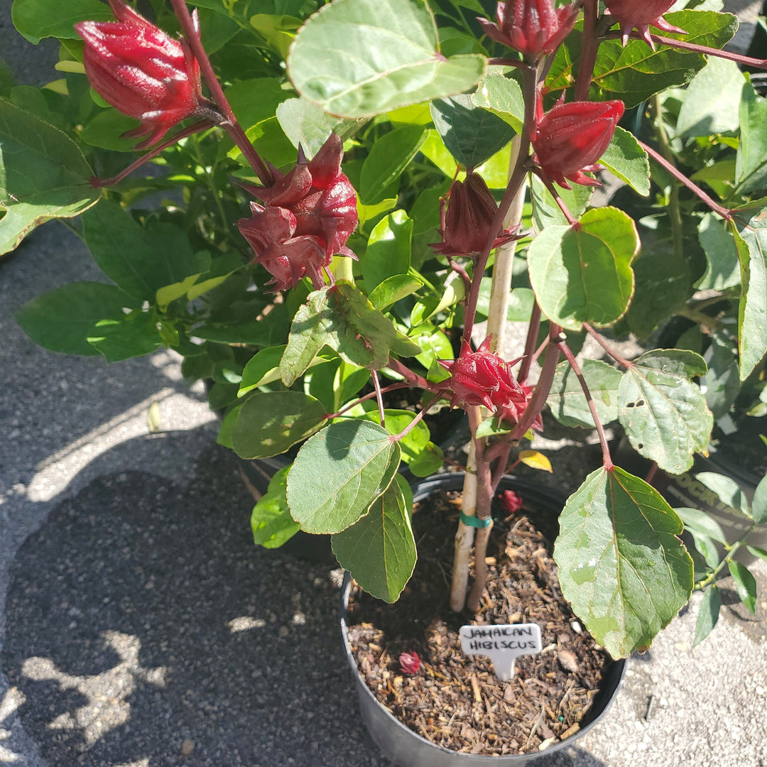 Jamaican Hibiscus, Sorrel, Roselle