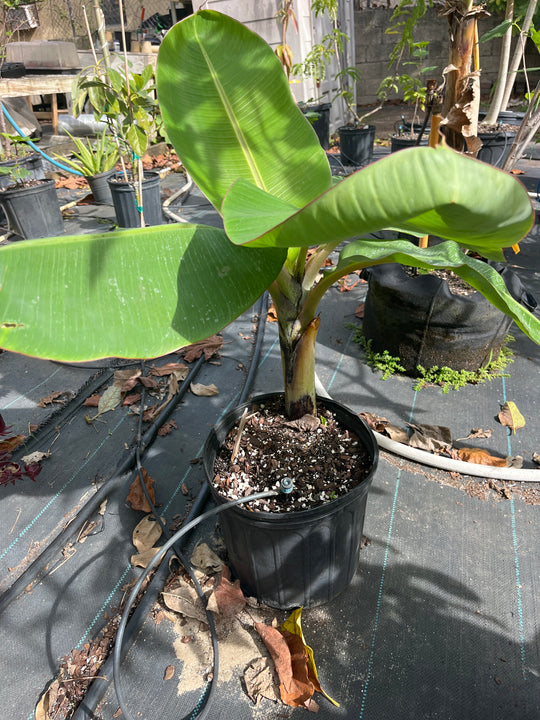 Banana  Plant/ Tree Musa Several Varieties to choose from