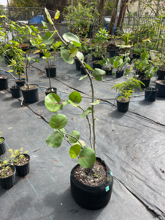 Coccoloba Uvifera AKA Sea Grape