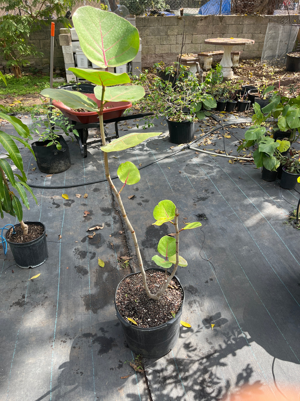 Coccoloba Uvifera AKA Sea Grape