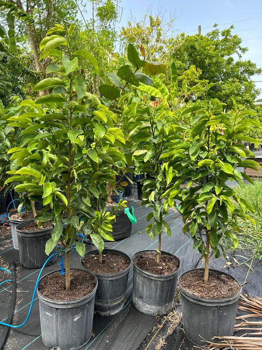 Soursop (Guanábana) Tree