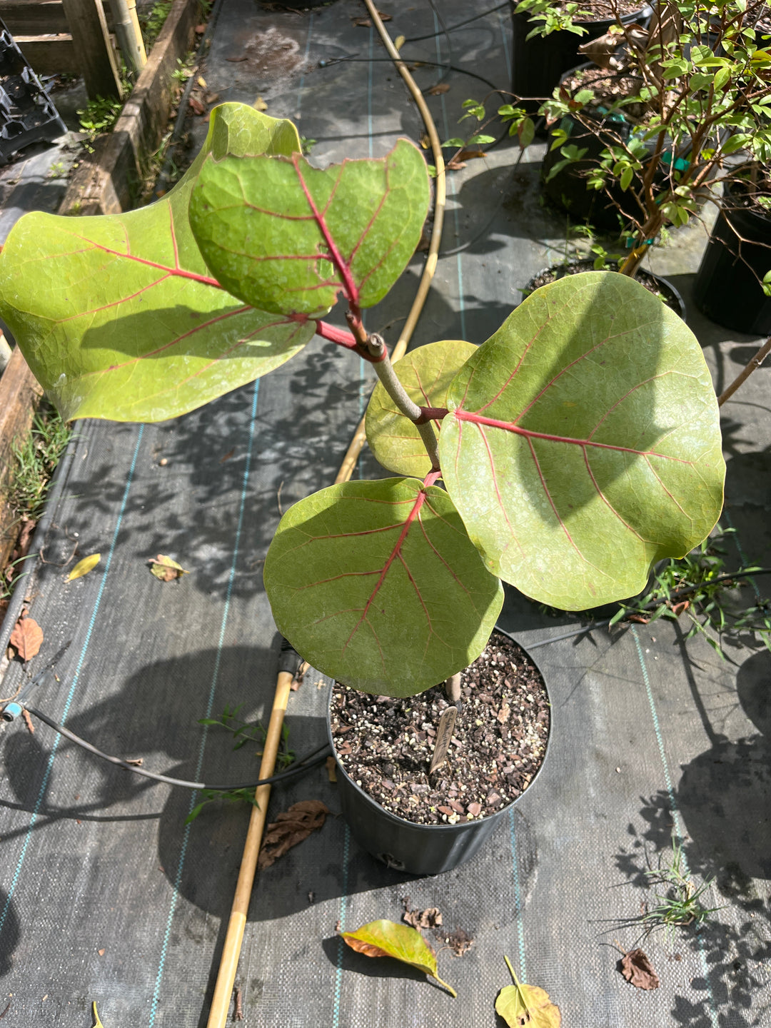 Coccoloba Uvifera AKA Sea Grape