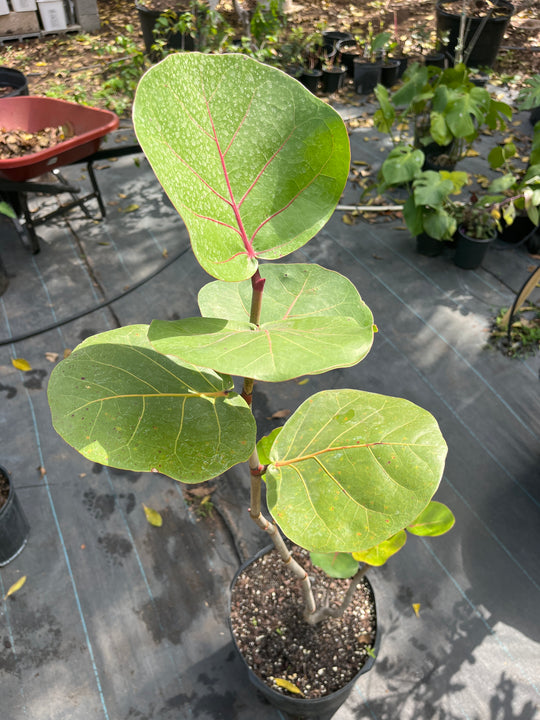 Coccoloba Uvifera AKA Sea Grape