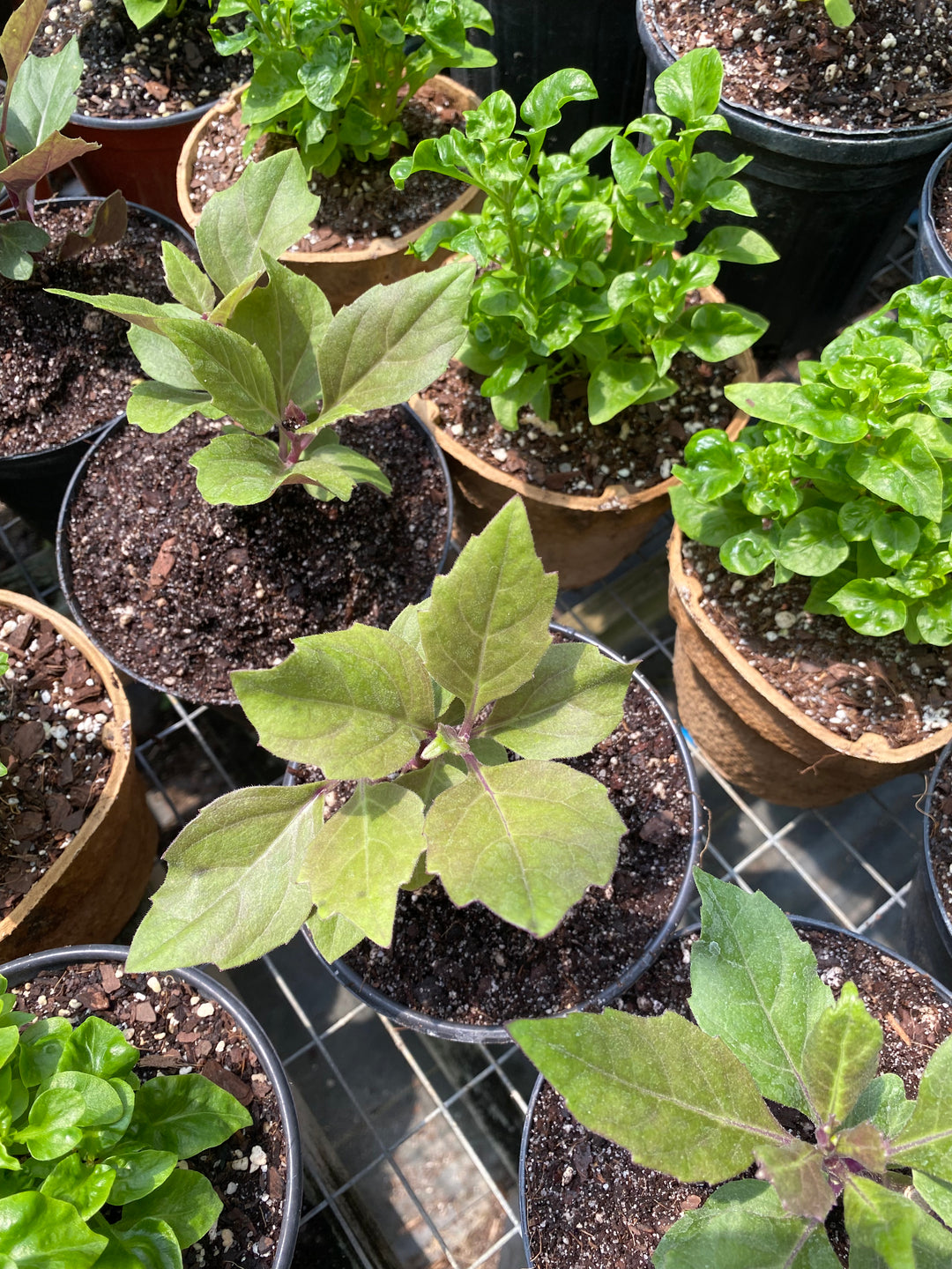 Okinawan Spinach (Gynura Bicolor)