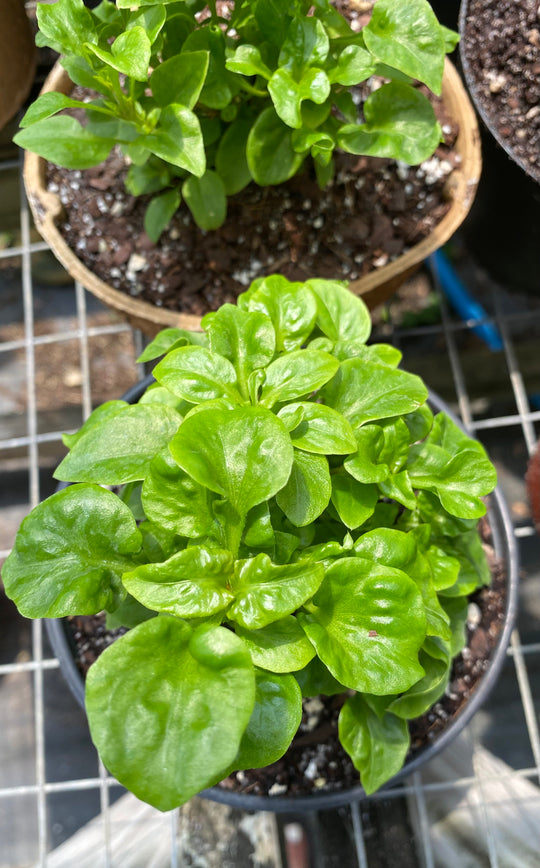 Sisso Spinach, Brazilian Spinach