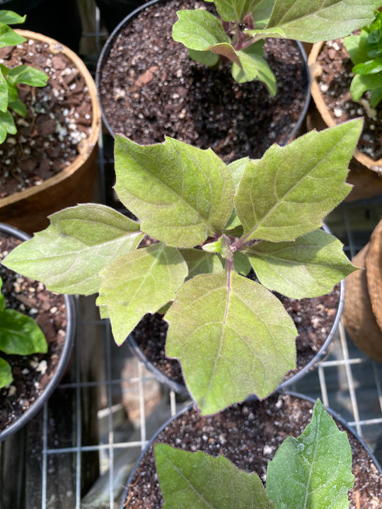 Okinawan Spinach (Gynura Bicolor)