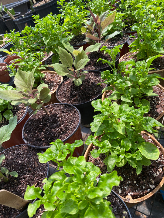 Okinawan Spinach (Gynura Bicolor)