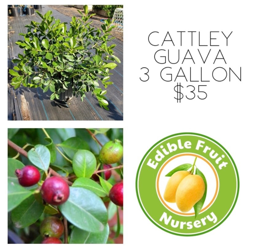 Cattley Guava-Strawberry Guava