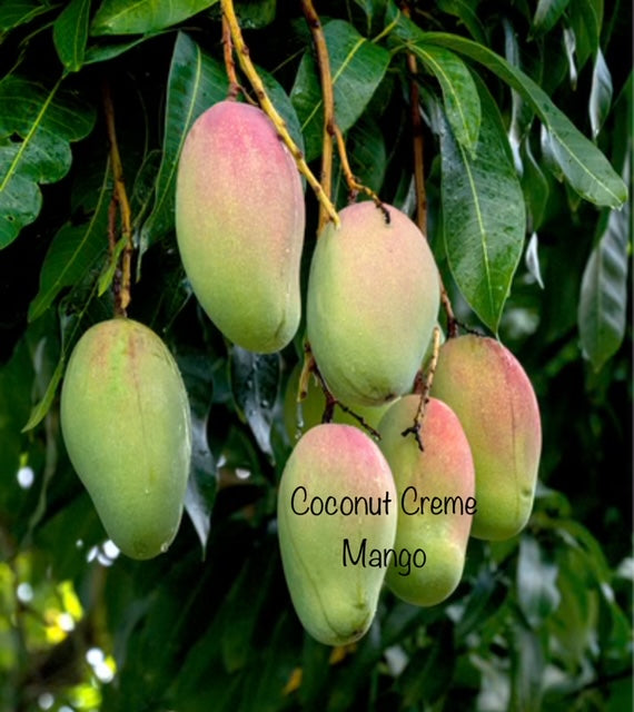 GRAFTED Mango Trees Live Plant In 3 gallon pot Many Rare and Dwarf Varieties available