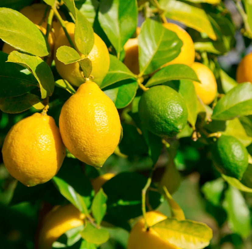 Cocktail Citrus Tree-Meyer Lemon & Keylime
