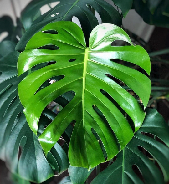 Monstera Deliciosa Plant Live \  Swiss Cheese Indoor Balcony Plant