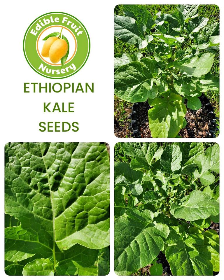 Ethiopian Kale Seeds