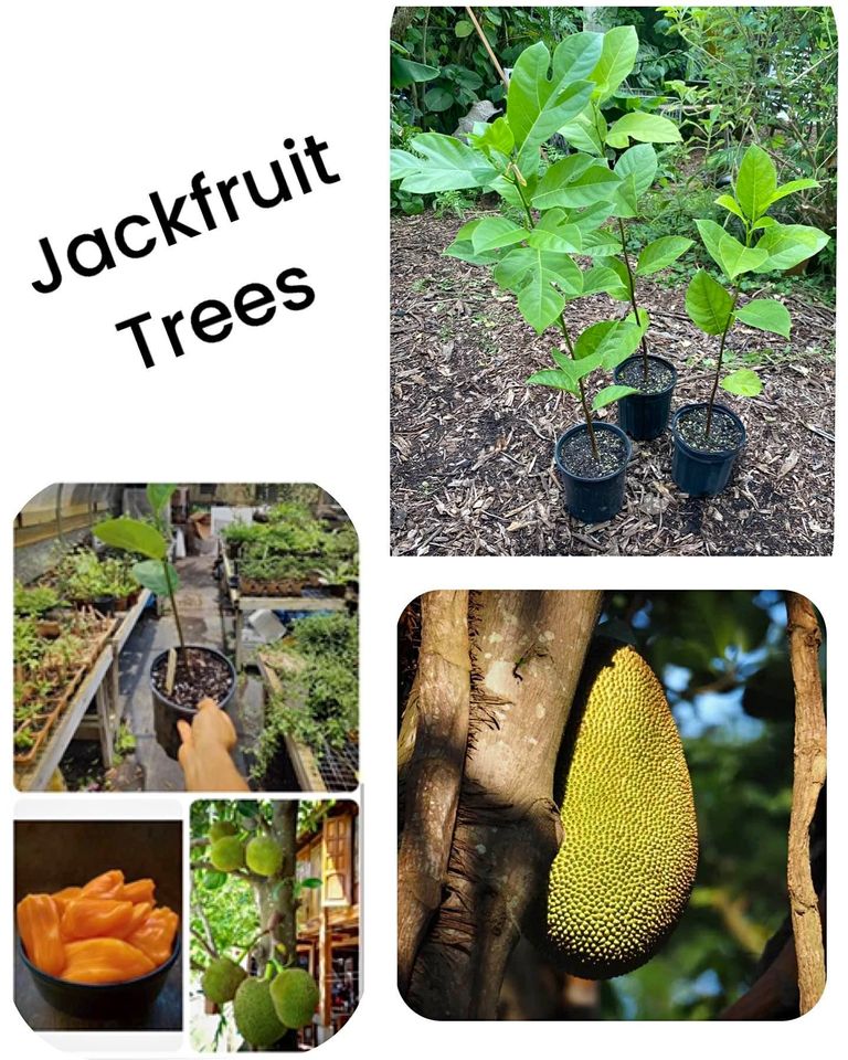 Grow Your Own Exotic Delight - Jackfruit Tree (Artacarpus) Juicy Fruit, best vegan pork dish!