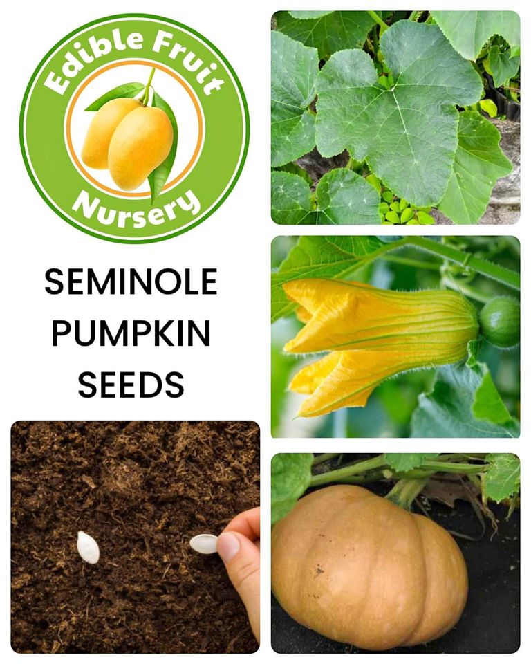 Seminole Pumpkin Seeds
