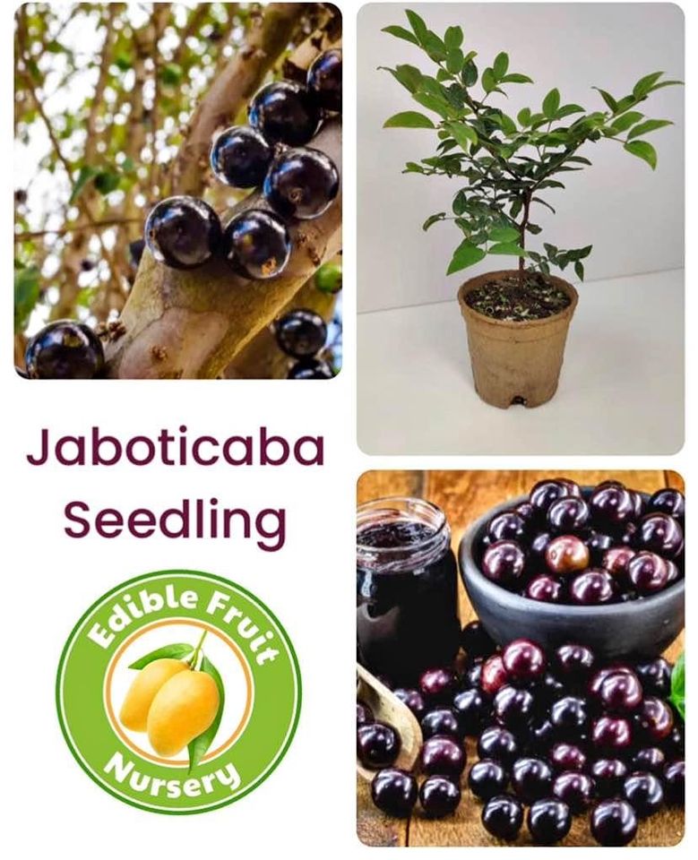 Jaboticaba Brazilian Grape Plinia Cauliflora Live Fruit Tree Great for Bonsai