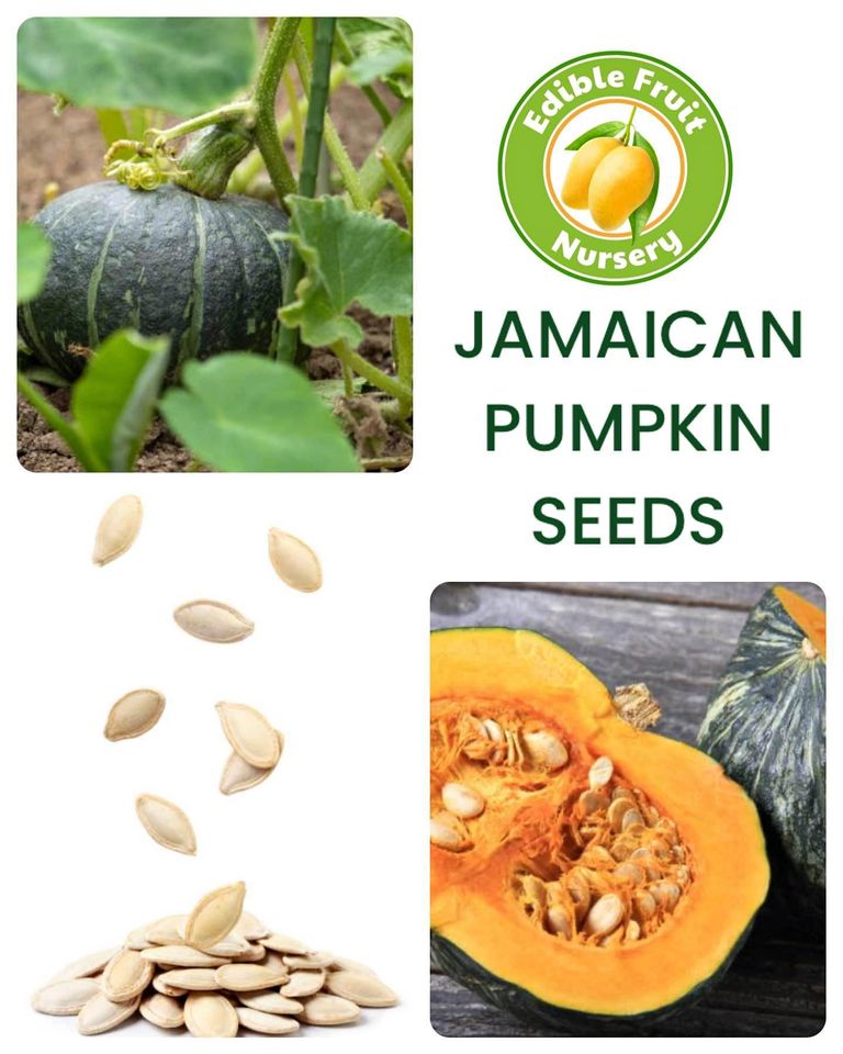Jamaican Pumpkin Seeds