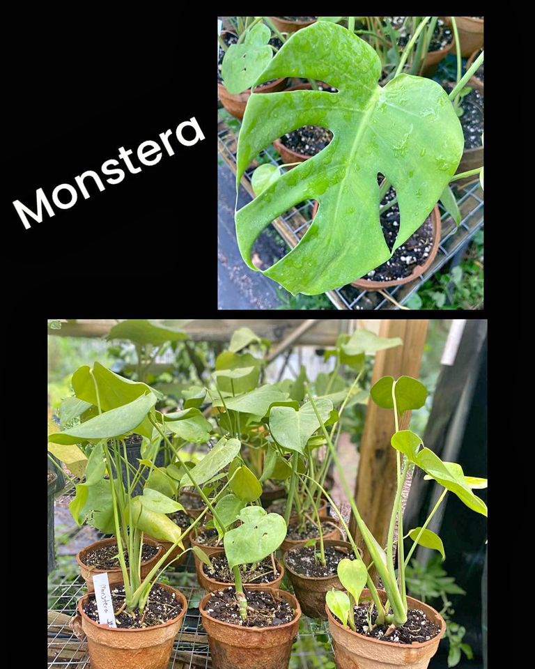 Monstera Deliciosa Plant Live \  Swiss Cheese Indoor Balcony Plant