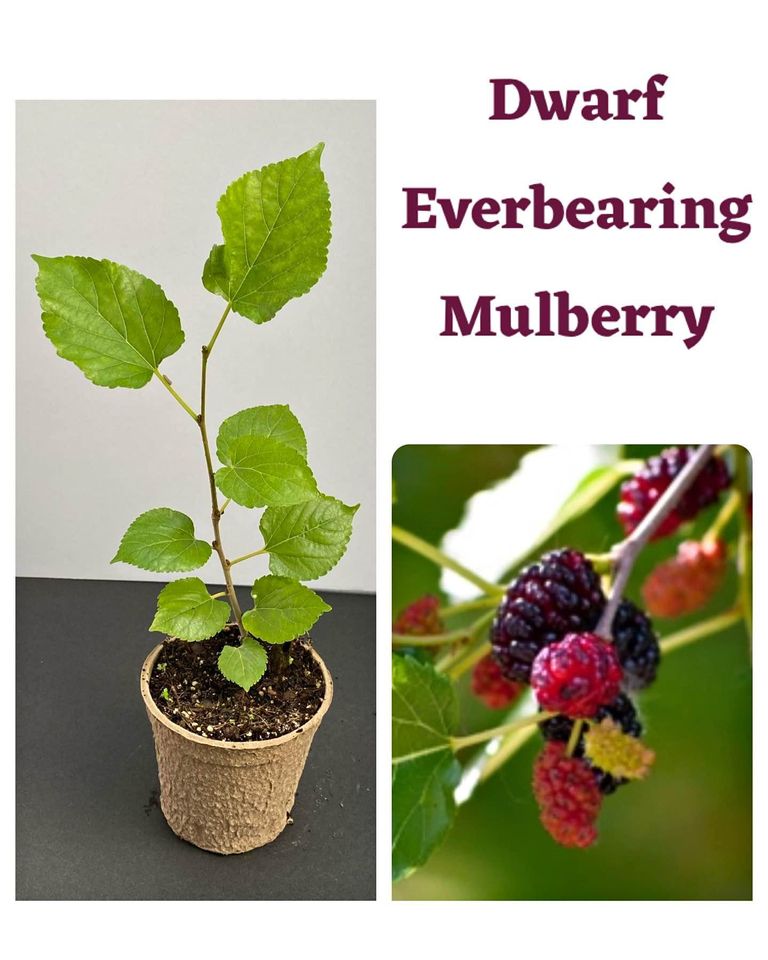 Everbearing Mulberry Tree Morus Like Blackberries on a Tree!