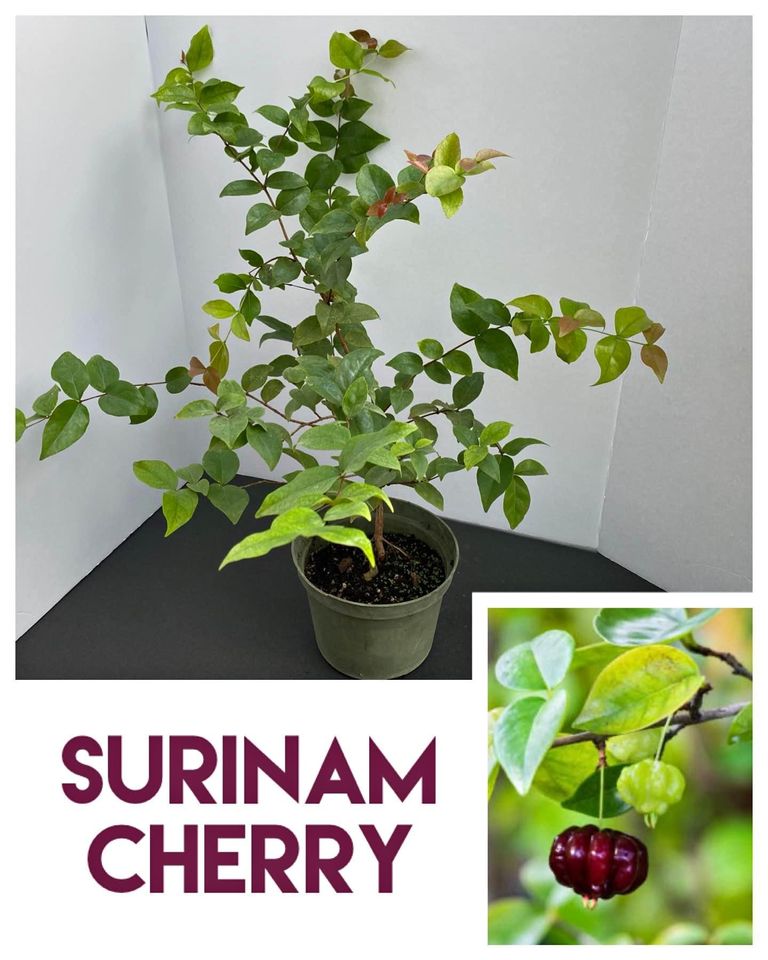 Surinam Cherry 1 gallon
