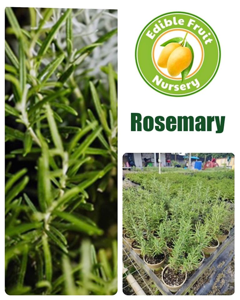 Fresh Herb Rosemary