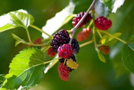 Everbearing Mulberry Tree Morus Like Blackberries on a Tree!