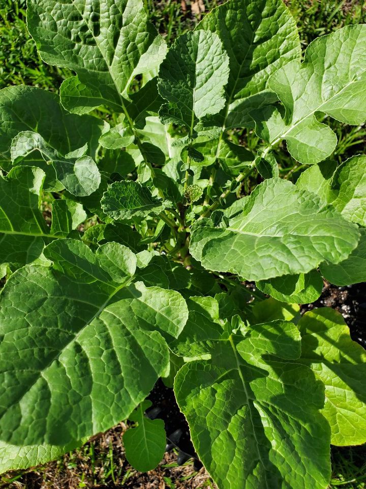 Ethiopian Kale Seeds