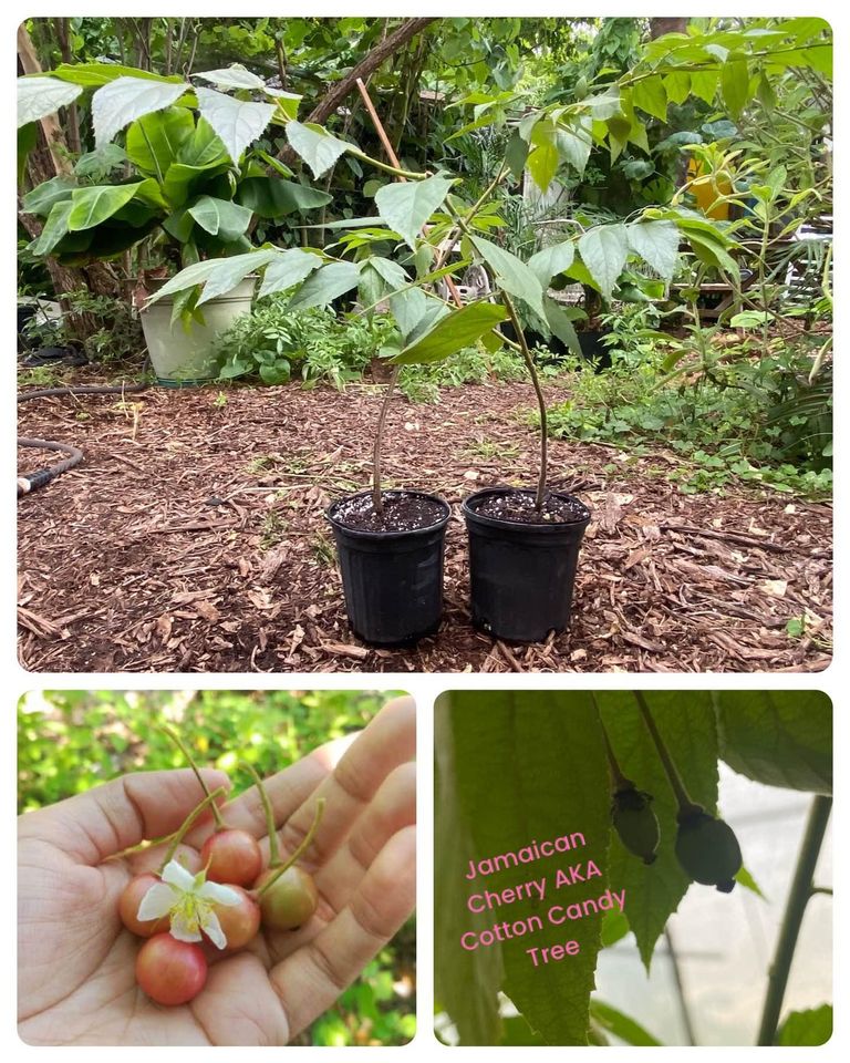 Jamaican cherry tree,  Muntingia calabura, cotton candy or strawberry fruit tree fast growing & fruiting!