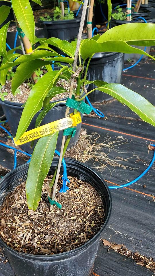 GRAFTED Mango Trees Live Plant In 3 gallon pot Many Rare and Dwarf Varieties available